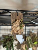 Bulbophyllum fibratum
