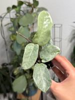 Hoya carnosa ‚Nova Ghost‘ ✨