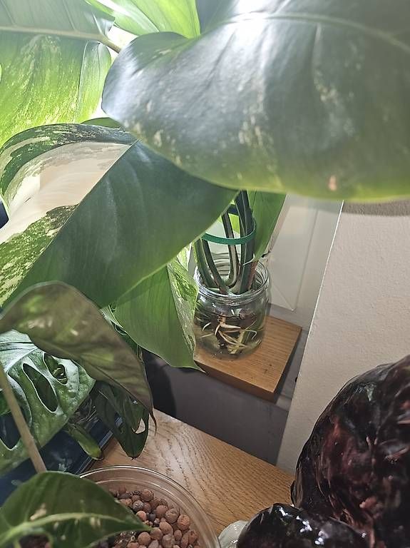 Piante & sementi: Monstera Albo Variegated Stecklinge  – Usato da Utzenstorf venduto da Dac_mk 2