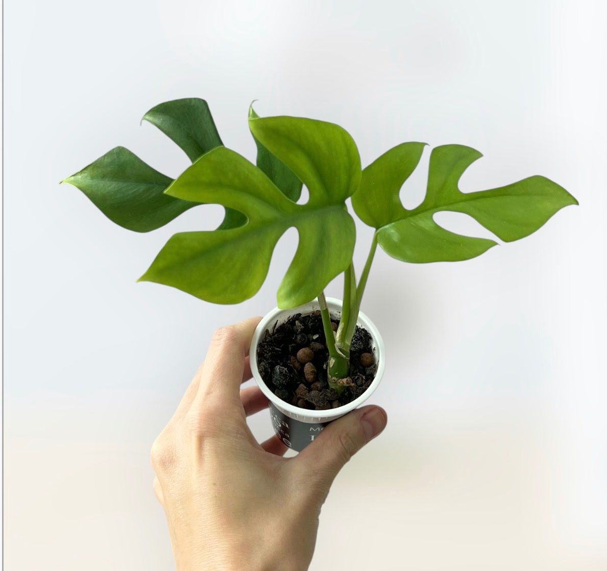 Pflanzen & Samen: Monstera minima💚 – Gebraucht aus Glattpark(Opfikon) von ste_n99y