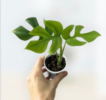 Monstera minima💚