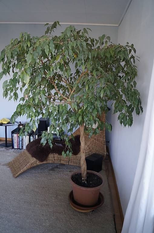 jacaranda bonsai Shade - Jacaranda main image 1