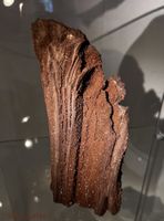 Versteinertes/Verkieseltes Holz (Mammutbaum) ca.35 Mio Jahre