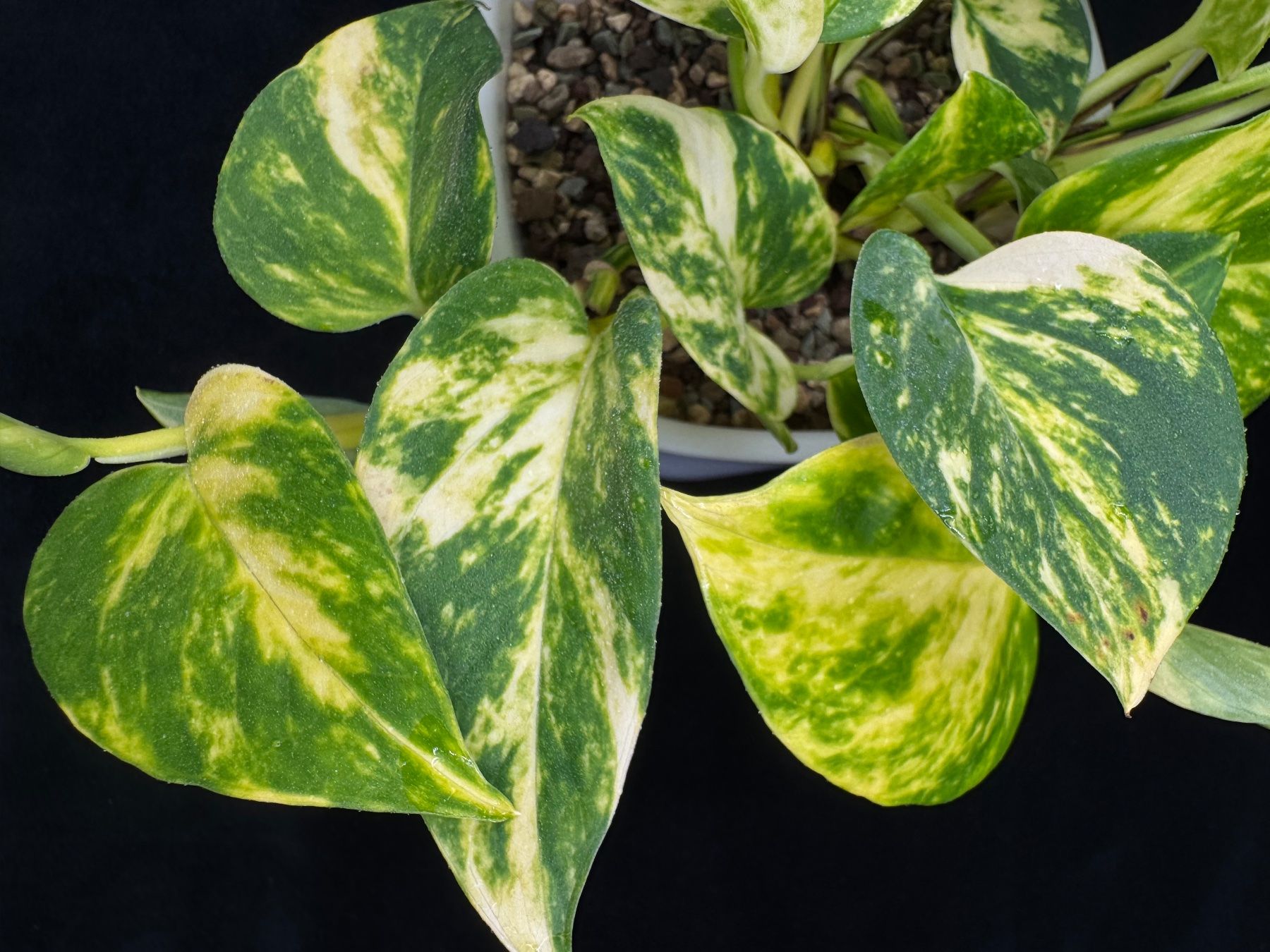 Pflanzen & Samen: Epipremnum aureum 'Golden' in Semihydro – Neu (gemäss Beschreibung) aus Bühler von googelibear 3