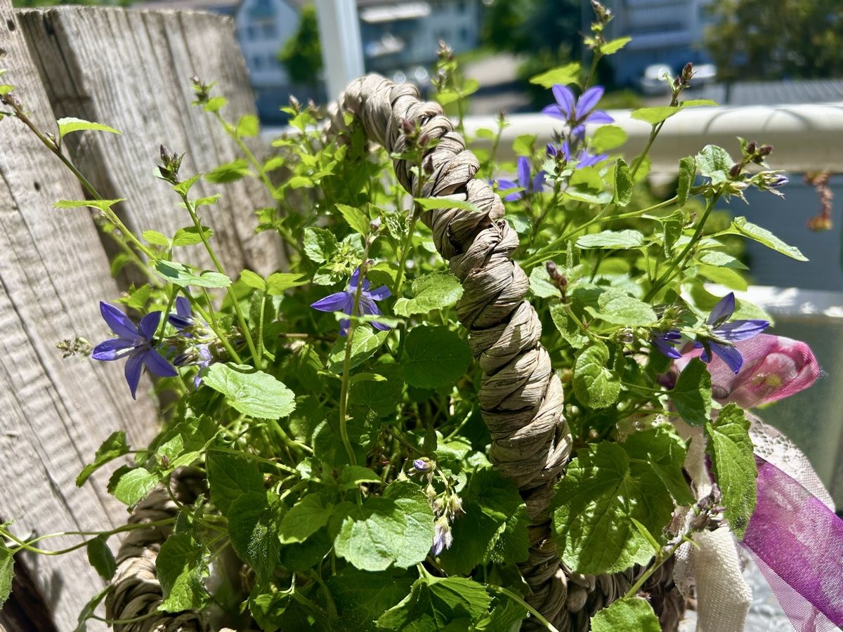 Piante & sementi: Glockenblumen im Korb  – Nuovo (secondo la descrizione) da Frauenfeld venduto da Irene.Schuppli 3