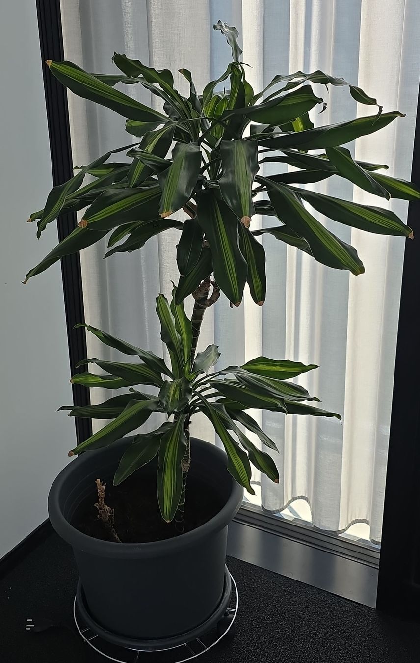 Pflanzen & Samen: Zimmerpflanze Dracaena Grösse ca. 100cm – Gebraucht aus Sirnach von adr_bc59