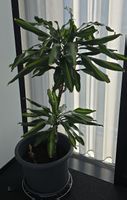 Zimmerpflanze Dracaena Grösse ca. 100cm