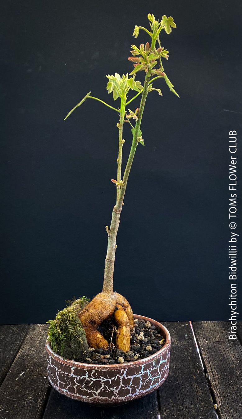 Pflanzen & Samen: Brachychiton Bidwillii - Bonsai Bäumchen - Flaschenbaum – Neu und originalverpackt aus Adliswil von astom369 6
