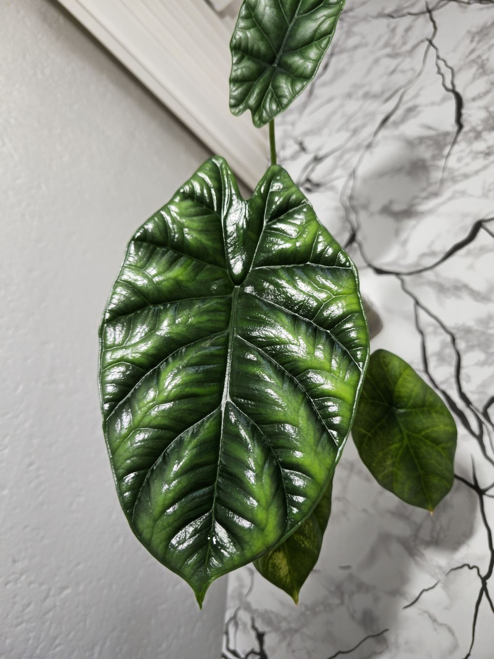 Piante & sementi: Alocasia Sinuata – Nuovo (secondo la descrizione) da Utzenstorf venduto da Dac_mk