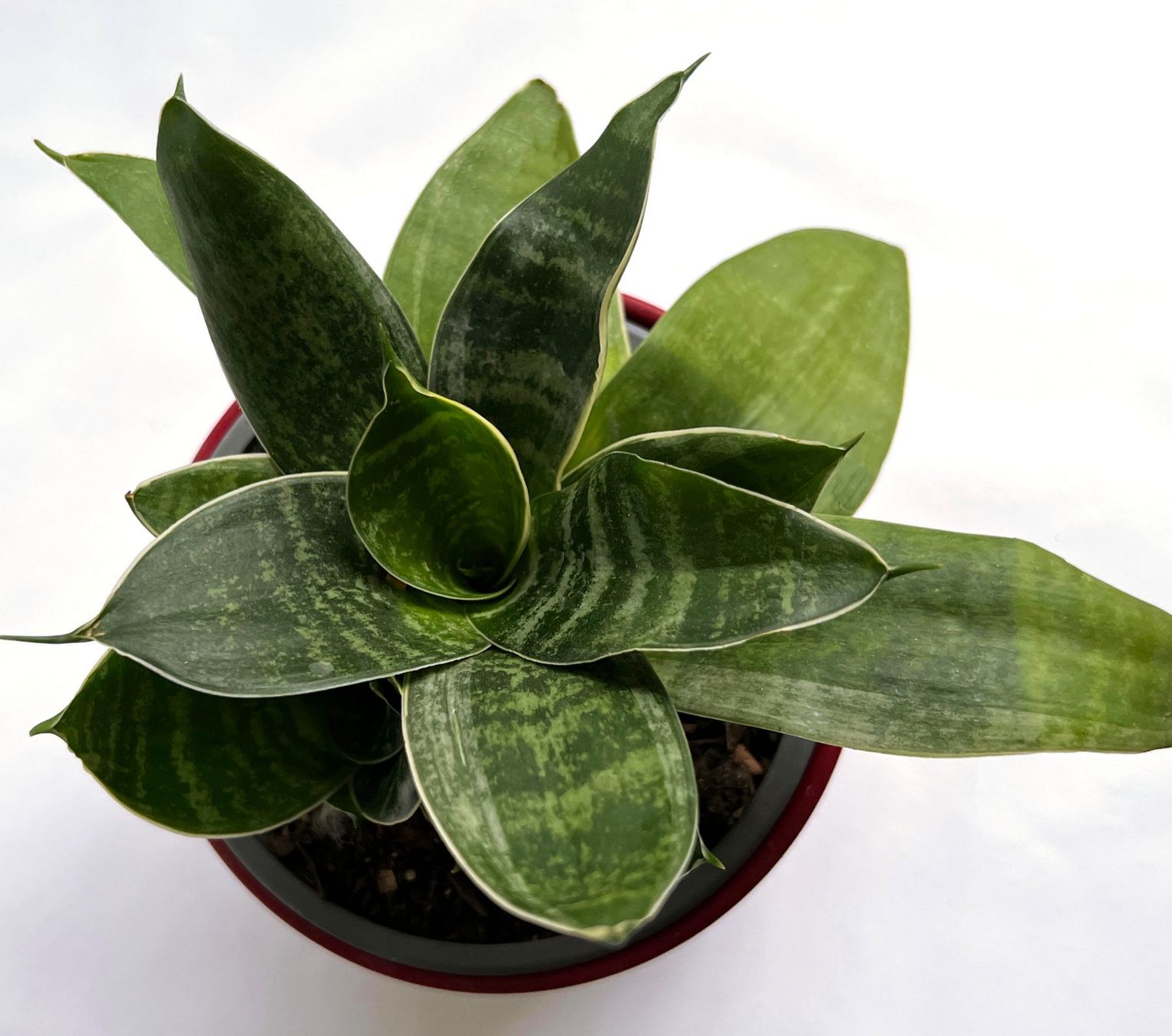 Pflanzen & Samen: Sansevieria***** – Neu (gemäss Beschreibung) aus Dübendorf von Orchid18