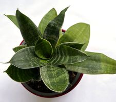 Sansevieria*****