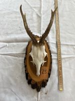 Gehörn eines Rehbocks (Jagdtrophäe) Reh Geweih