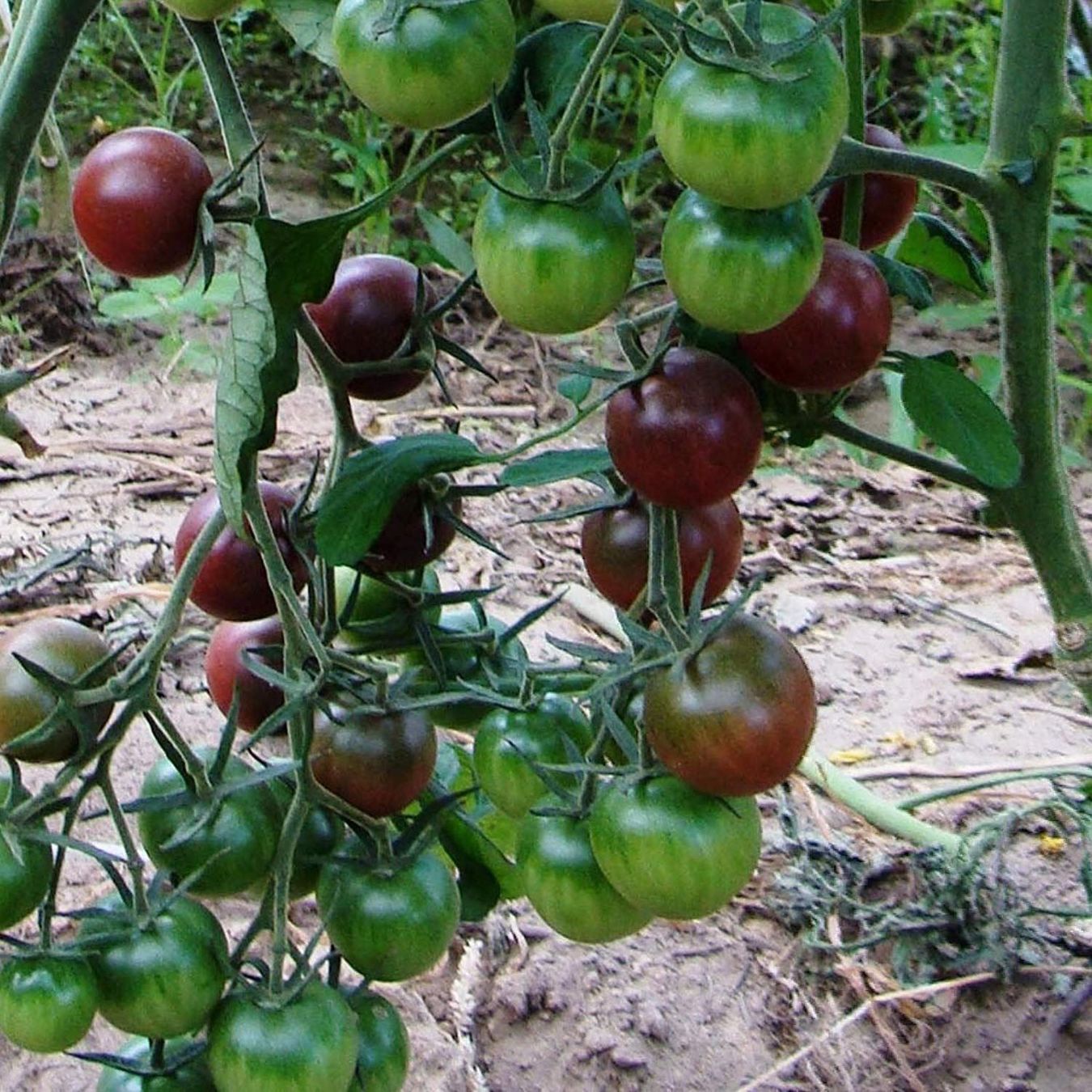 Pflanzen & Samen: 100 Samen TOMATE BLACK CHERRY Alte Sorte – Neu (gemäss Beschreibung) aus Ehrendingen von VerveinaSamen 6