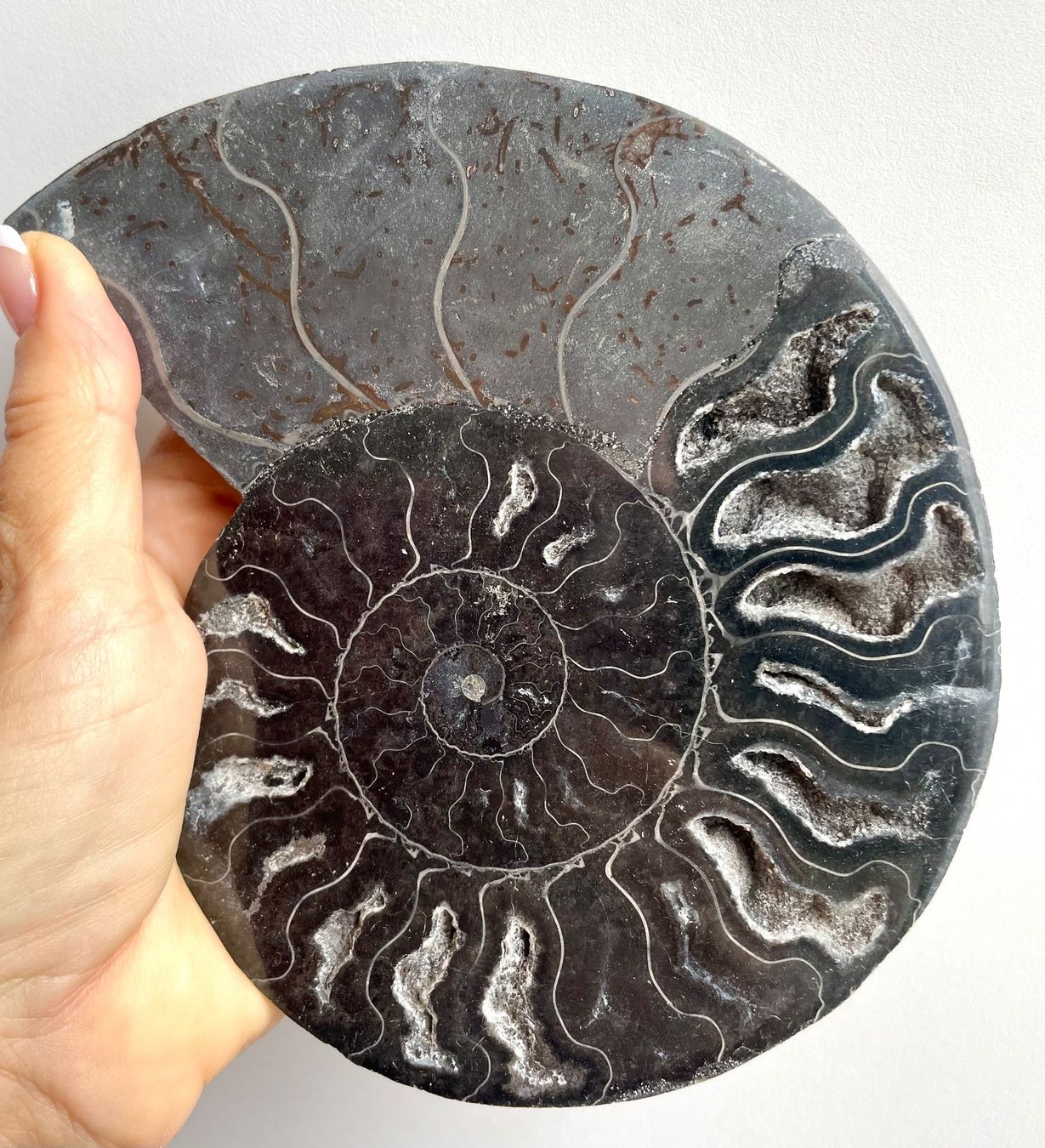 Fossilien: AMMONIT 🌹Madagaskar.17x14 cm – Neu und originalverpackt aus Adliswil von Moroz173 4