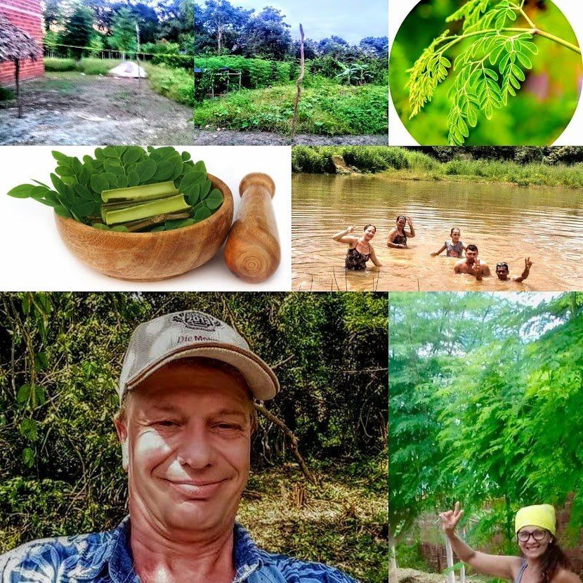 Mangimi: Moringa für Hunde – Nuovo e nell'imballaggio originale da Luzern venduto da ivo_schild 4