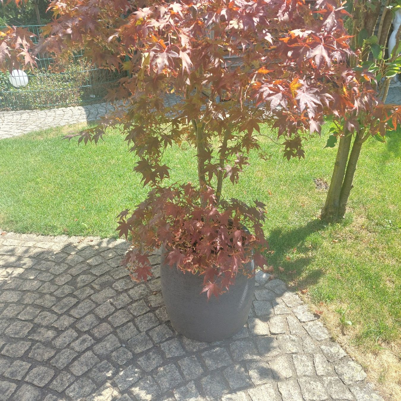 Plantes & graines: JAPANISCHER AHORN BLOOGOLD – D'occasion à Honau par Blazer1 2