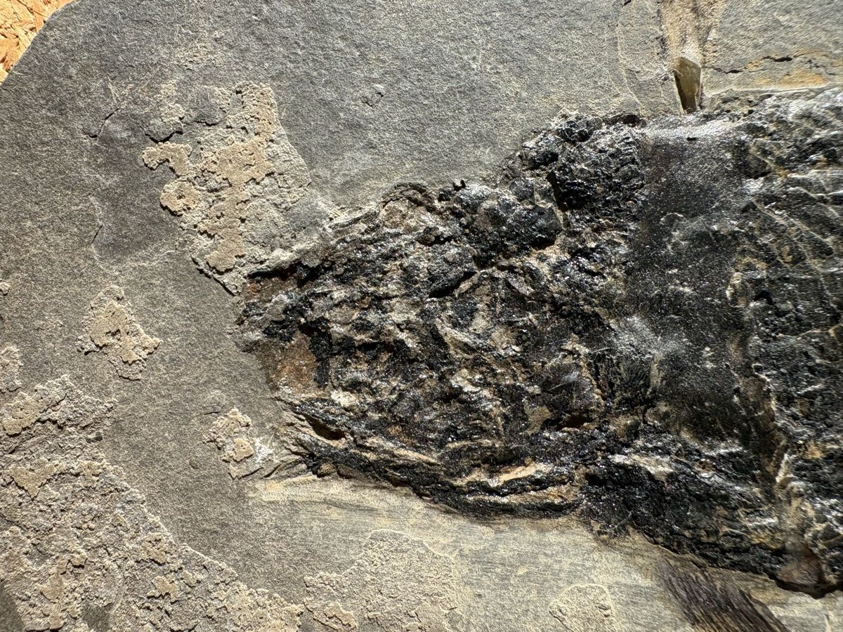 Fossilien: Fossiler Fisch – Gebraucht aus Biel/Bienne von nimmes 1