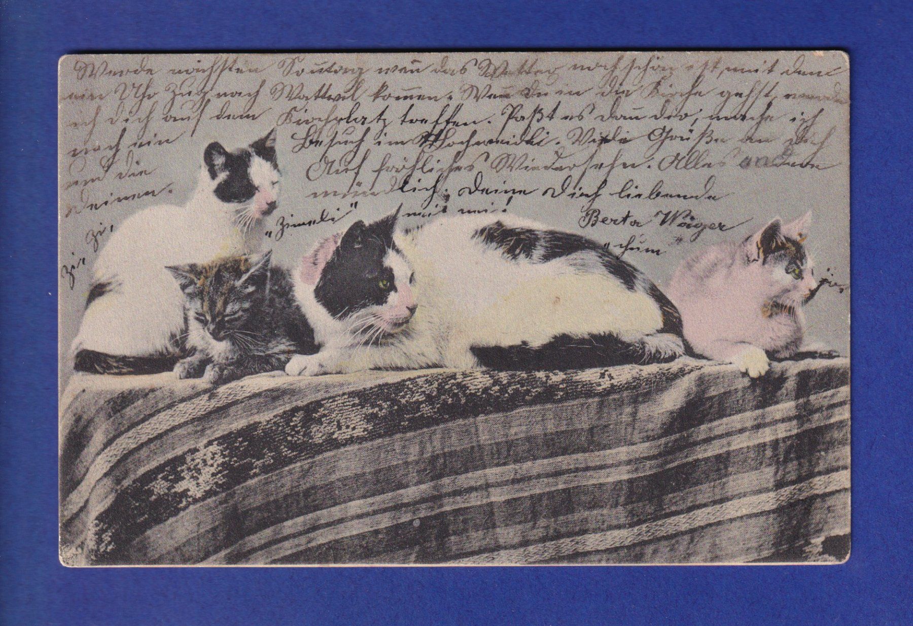 Ansichtskarten: CHAT - Un bande de chats – Gebraucht aus Pully von nicecards-shop