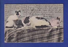 CHAT - Un bande de chats