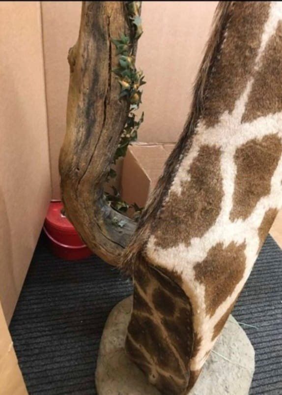Welt der Tiere: Giraffe – Gebraucht aus Pfaffnau von Yoka0 3