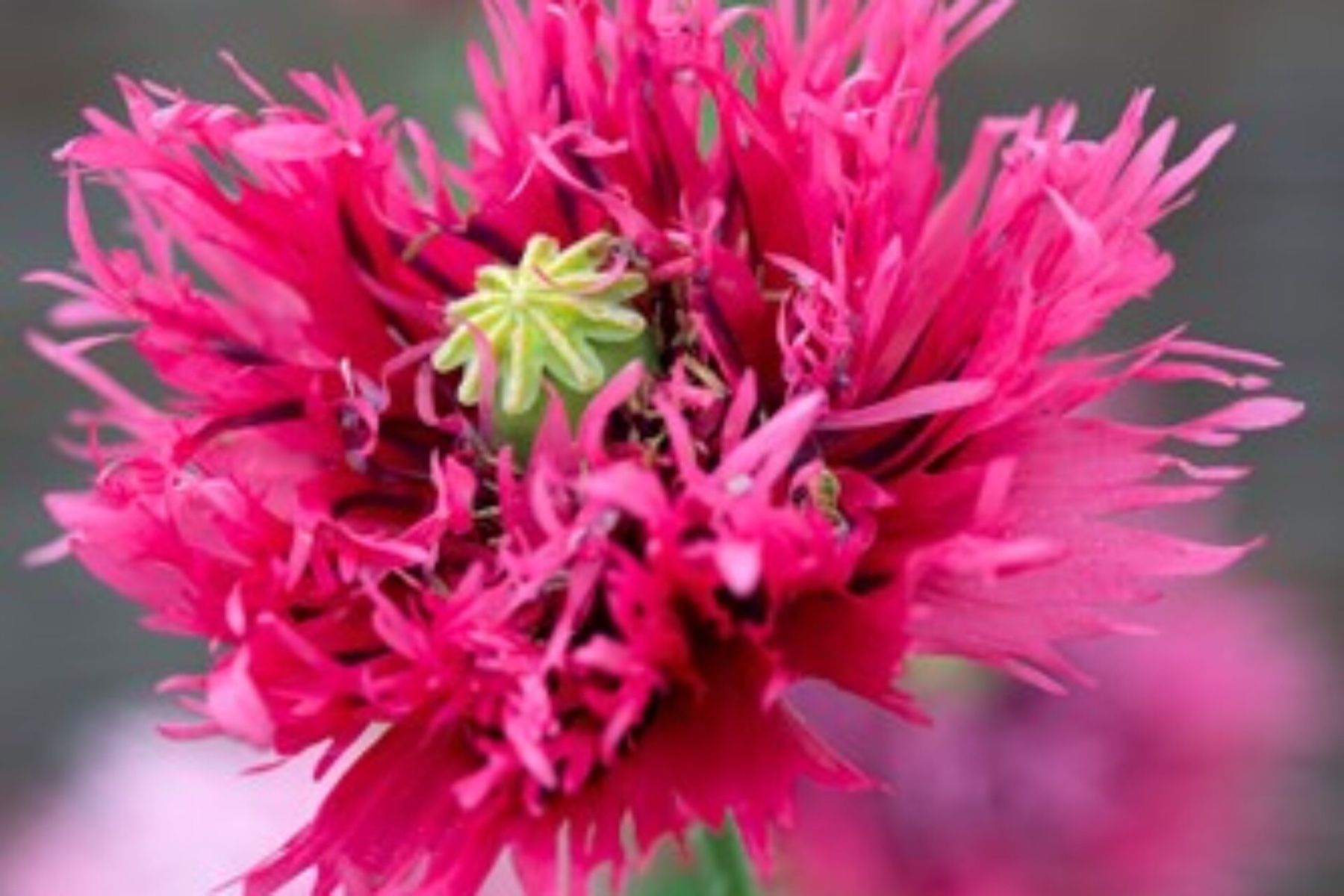 Piante & sementi: 500 Samen ROSE FEATHERS Klatschmohn – Nuovo (secondo la descrizione) da Ehrendingen venduto da VerveinaSamen 1