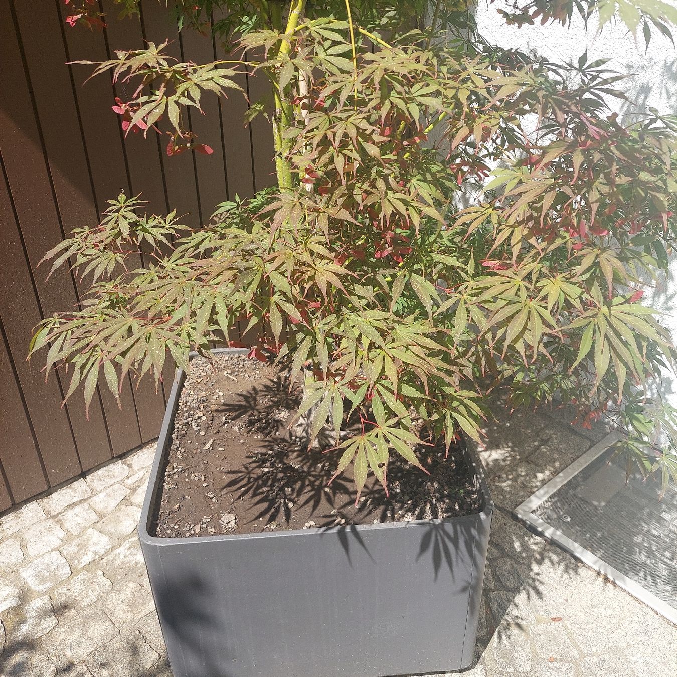 Piante & sementi: JAPANISCHER AHORN SKETERS BROM – Usato da Honau venduto da Blazer1 3
