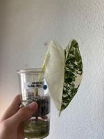 😍 Alocasia Frydek Albo Baby (Nr. 3)