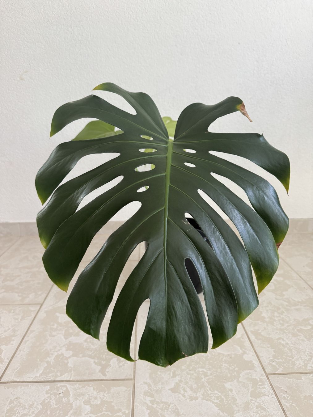 Piante & sementi: Monstera Deliciosa – Nuovo (secondo la descrizione) da Bülach venduto da Bloom_Witch