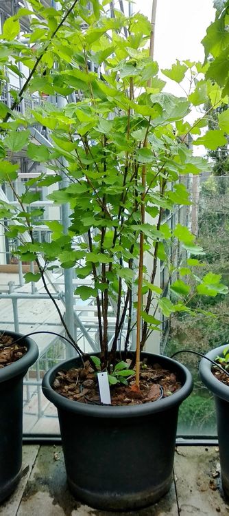 38+ Johannisbeere Pflanzen Balkon, Rote &amp; weiße johannisbeeren