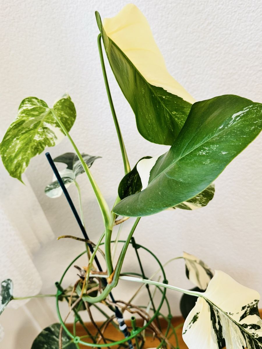 Piante & sementi: Monstera variegata – Usato da Worblaufen venduto da mar_tfk8 1