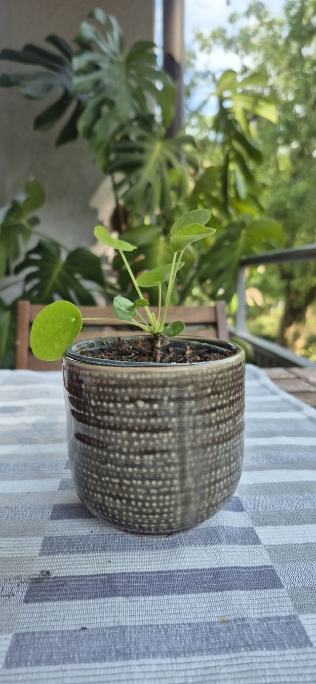Piante & sementi: Pianta Pilea peperomioides in vaso – Usato da Oberengstringen venduto da jessica2023