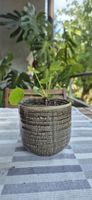 Pianta Pilea peperomioides in vaso