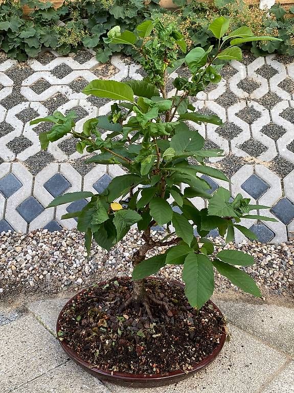 Piante & sementi: Bonsai Kirsche im flachen Unterteller – Usato da Allenwinden venduto da guetzli20 2