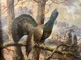 Balzender Auerhahn vor Gebirgskulisse Otto Recknagel um1890.