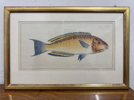 Alte Fisch-Illustration, Stich, im Rahmen