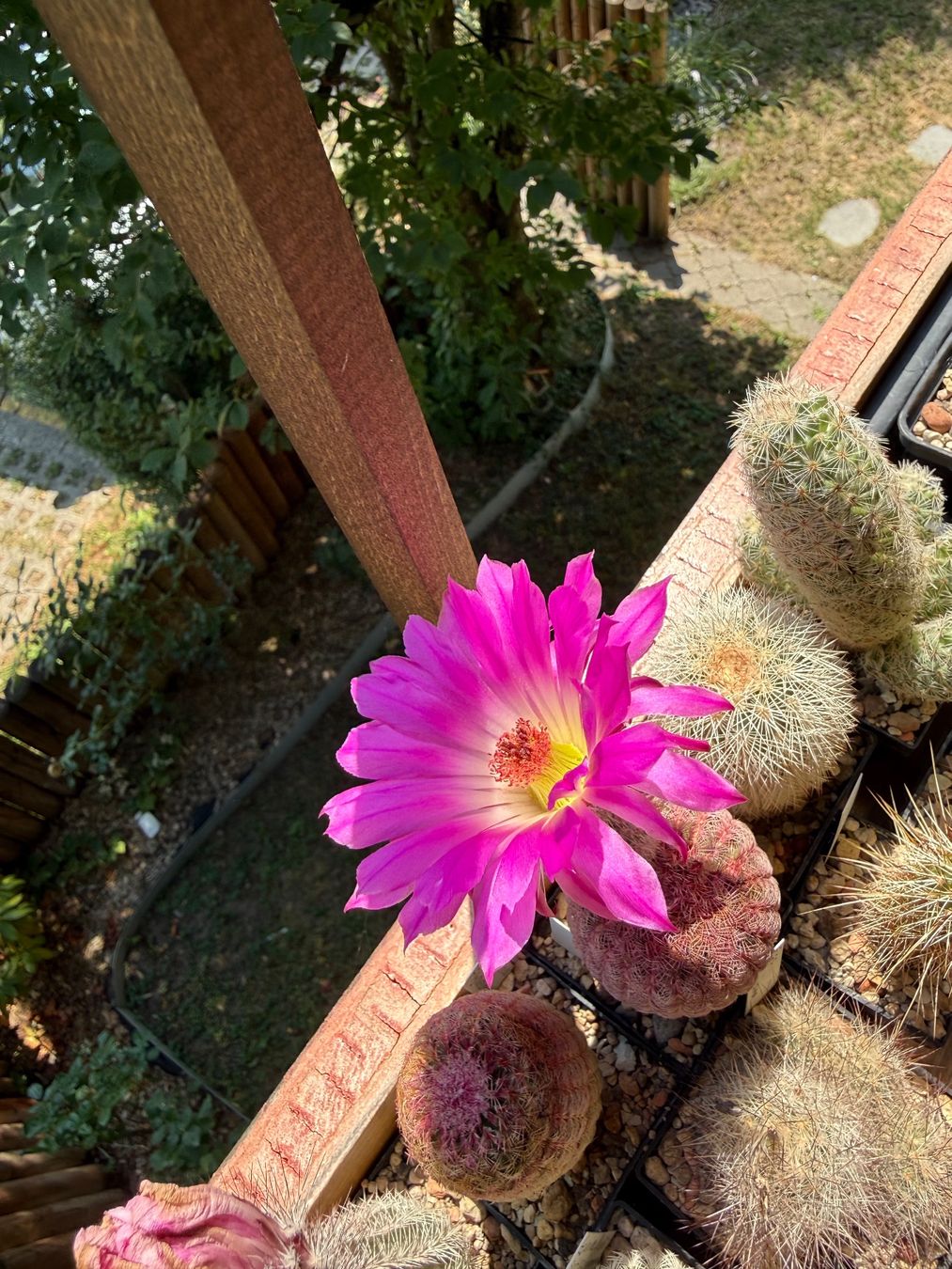 Pflanzen & Samen: Echinocereus rigidissimus – Gebraucht aus Rorbas von SimS0n 2