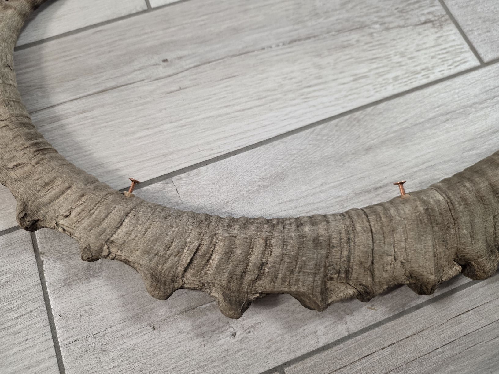 Il mondo degli animali: Steinbock Horn Dekoration – Usato da Dorf venduto da Echo_Elements 2