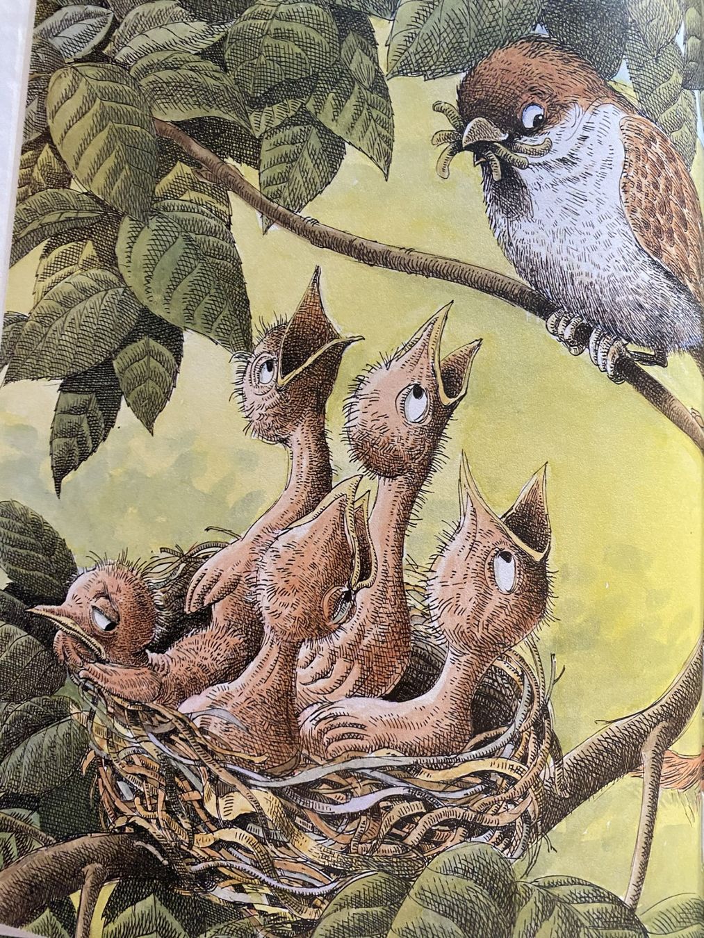 Libri: Der ängstliche kleine Spatz – Nuovo (secondo la descrizione) da Sachseln venduto da basti1950 2