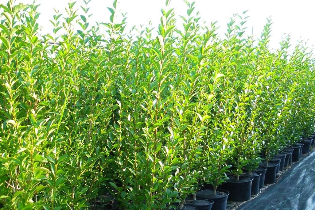 Piante & sementi: Ligustrum ovalifolium 80-100cm – Nuovo (secondo la descrizione) da Sursee venduto da pflugshaupt01 1