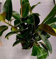 Schöne Zierpflanze XL : 80 -100 cm "FICUS ELASTICA"🌱  Belle