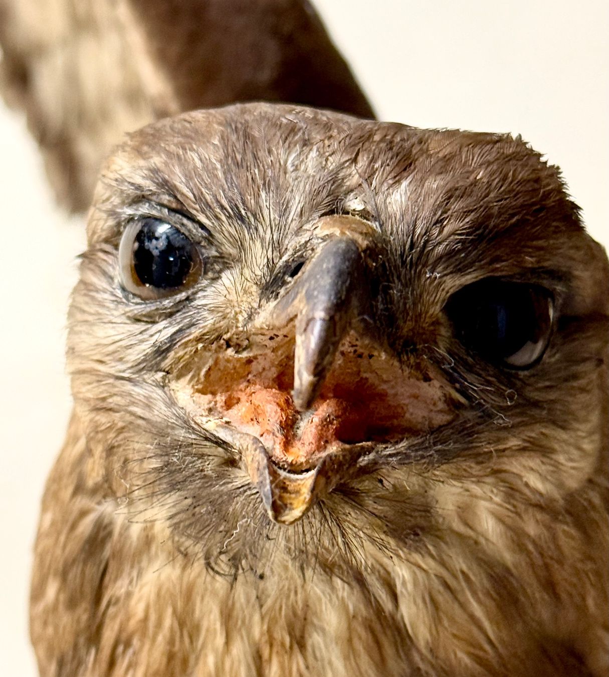 Il mondo degli animali: Vogelpräparat BUSSARD – Usato da Bern venduto da felberunderground 1