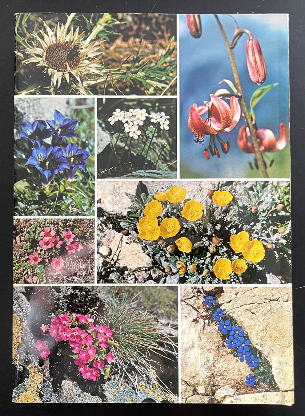 Libri: Silva Verlag, Alpenblumen, 1969 – Usato da Oftringen venduto da Vucki 7