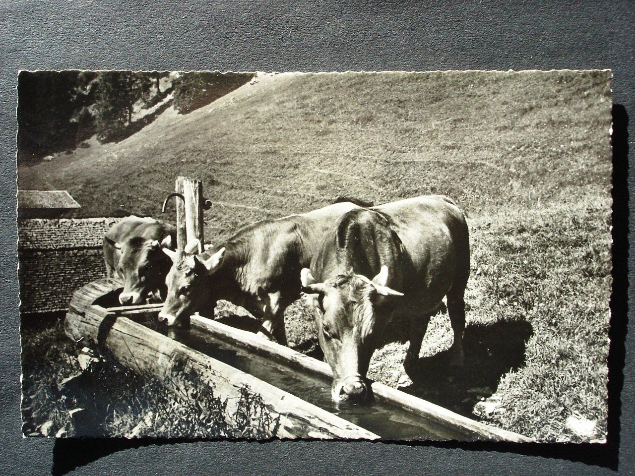Cartoline postali: WENGEN Alp mit Kühen – Usato da Jona venduto da philajona