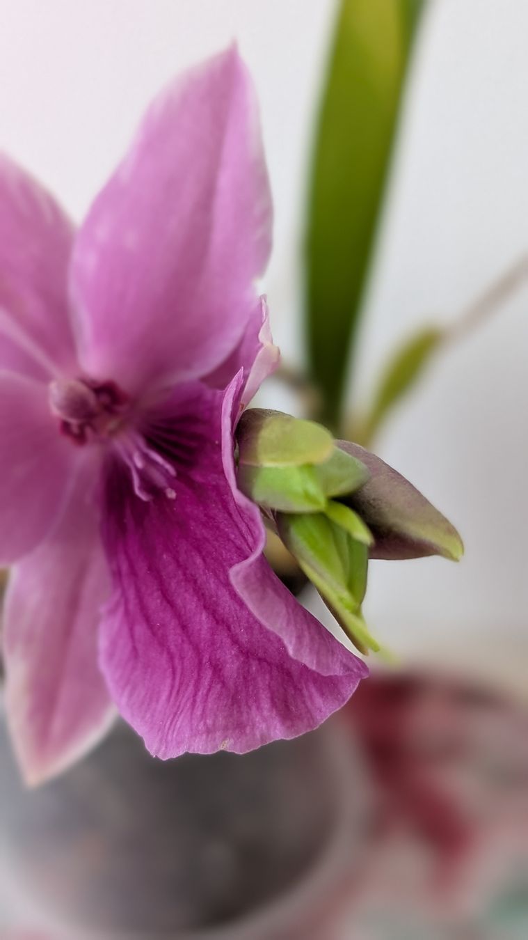 Pflanzen & Samen: Miltonia 'Splash' Orchidee – Gebraucht aus Untervaz von Lyraia 6