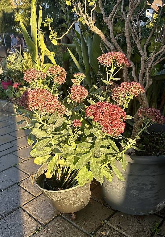 Piante & sementi: Sedum / Fetthenne  – Nuovo e nell'imballaggio originale da Frauenfeld venduto da Irene.Schuppli 3