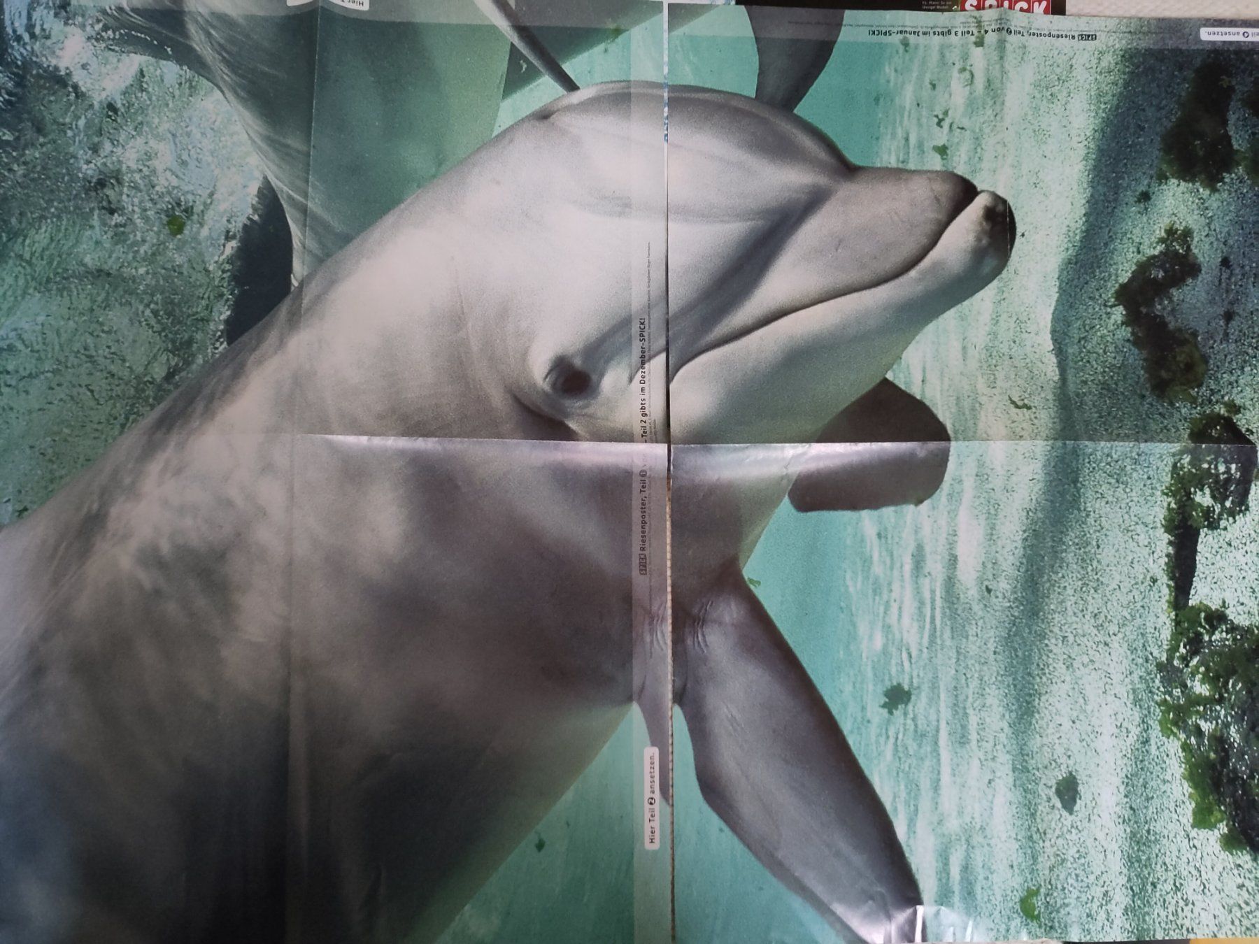 Foto & Immagini: Spick, Tier-Poster, 4x – Usato da Basel venduto da Bar08 2