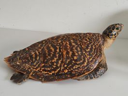 Echte Karettschildkröte - Präpariert - Taxidermie - 1920
