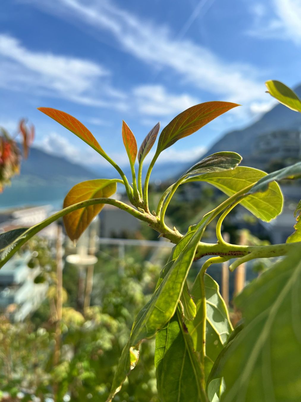 Plantes & graines: Avocadobaum ca. 1.9m – D'occasion à Immensee par gan_2ptt 3