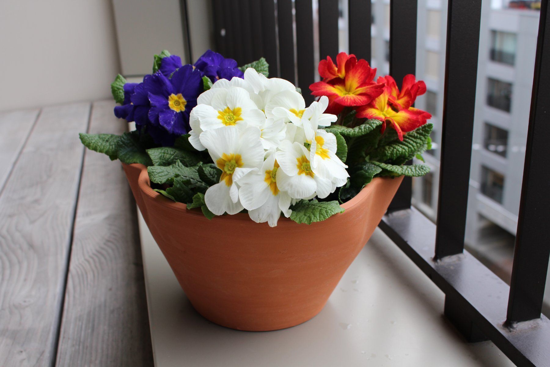 Vasi per fiori: Tontopf/Gartentopf/Pflanzentopf aus Ton – Nuovo e nell'imballaggio originale da Zürich venduto da StellaKar 1