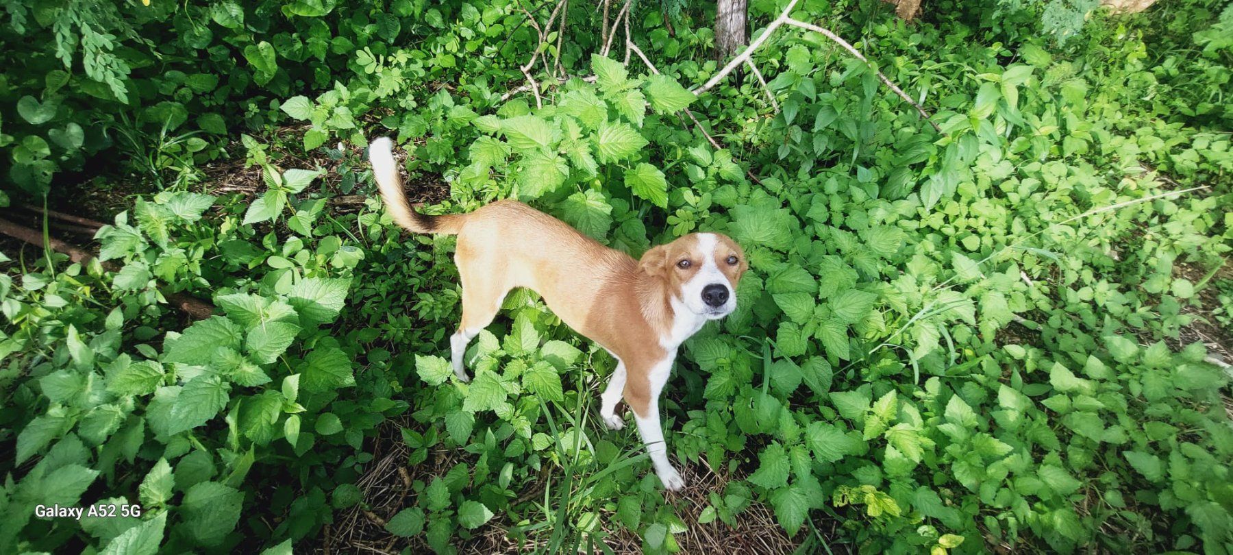 Futter: Moringa für Hunde – Neu und originalverpackt aus Luzern von ivo_schild 2